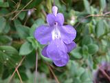 Streptocarpus Blue Bugle 